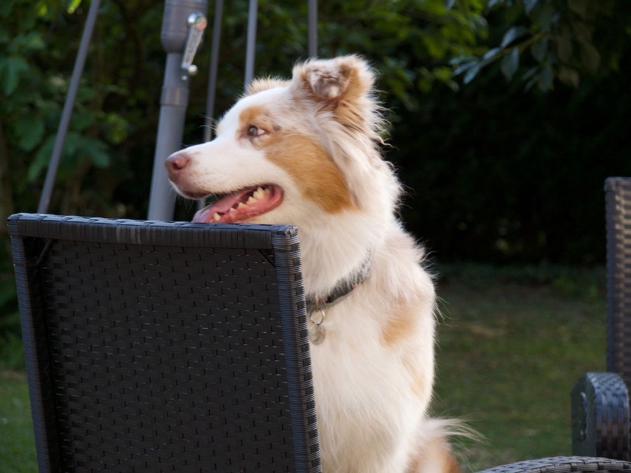 Java, mascotte du collectif